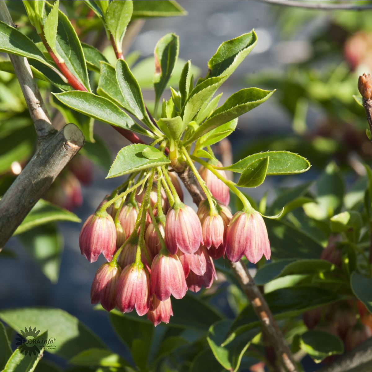 Bilde av Enkianthus campanulatus-Spanne Plantesalg