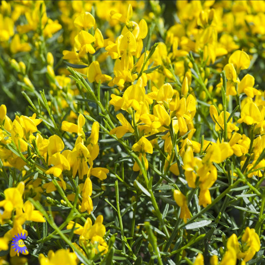 Bilde av Genista lydia-Spanne Plantesalg