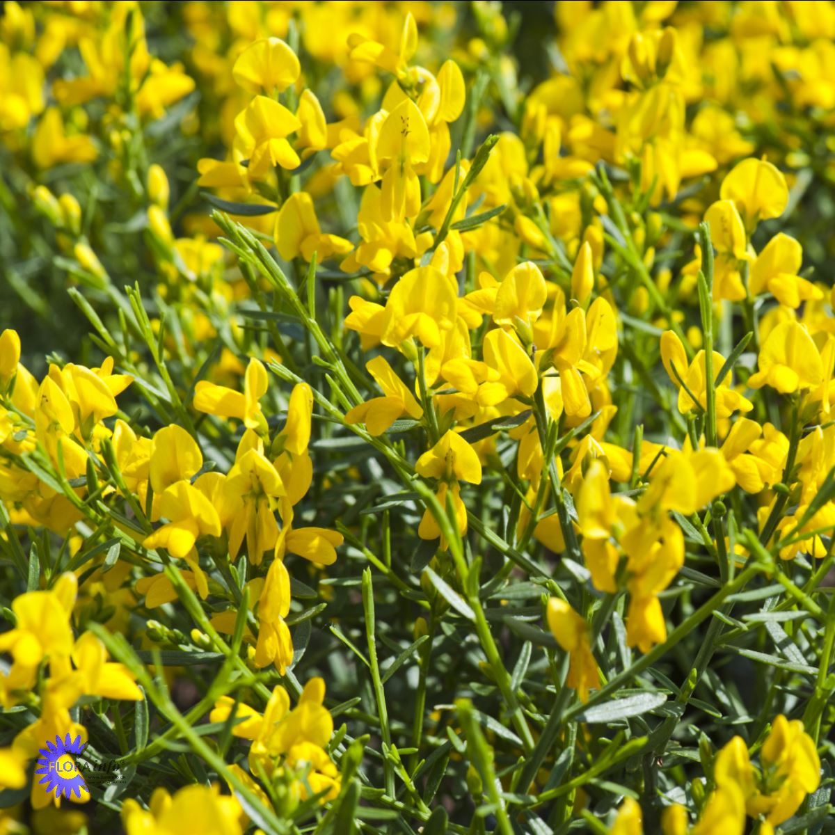 Bilde av Genista Lydia-Spanne Plantesalg