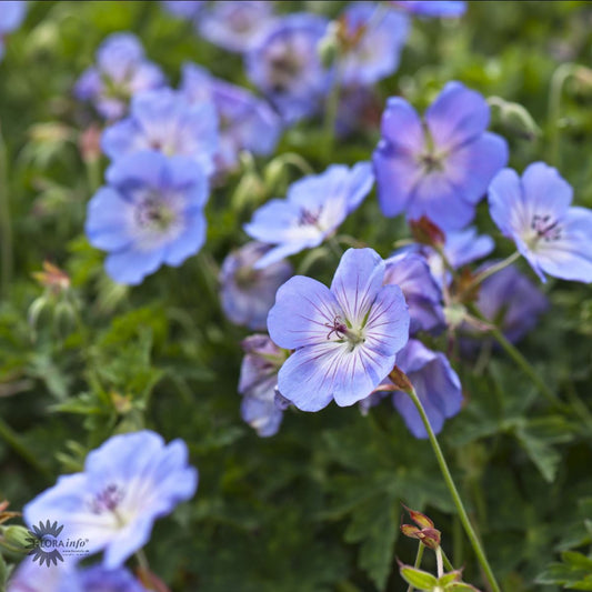 Bilde av Geranium Azure Rush©-Spanne Plantesalg