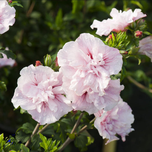 Bilde av Hibiscus Syriacus Pink Chiffon Noble®-Spanne Plantesalg