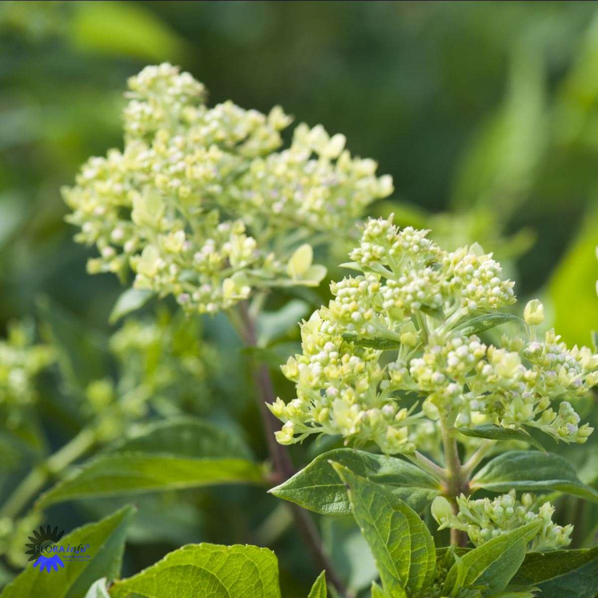 Bilde av Hydrangea Pan. Little Lime Proven Winners®-Spanne Plantesalg