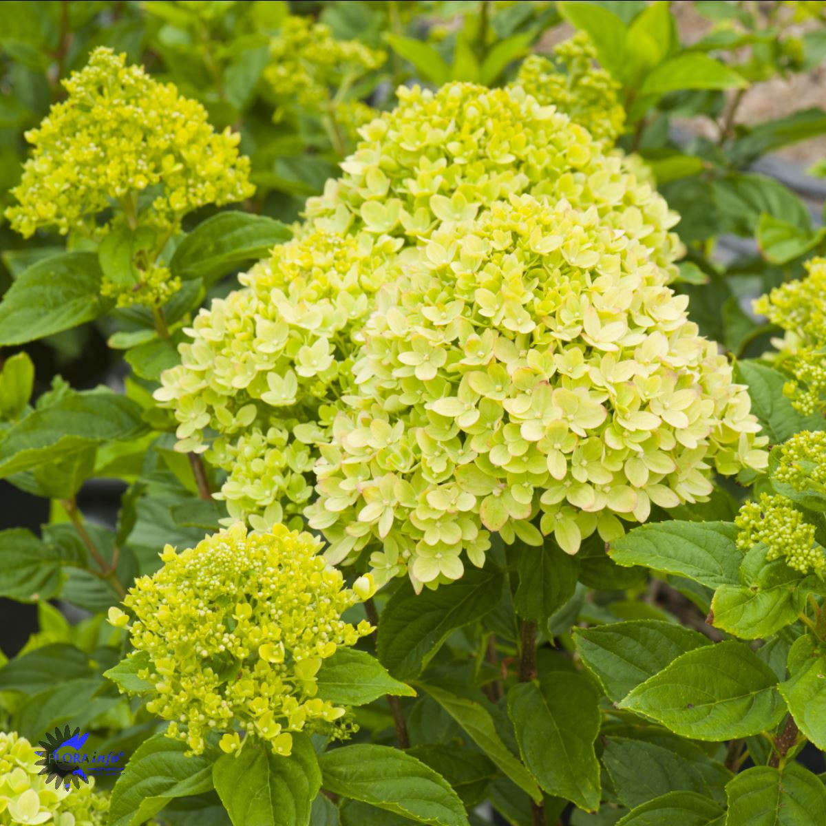 Bilde av Hydrangea Pan. Little Lime Proven Winners®-Spanne Plantesalg