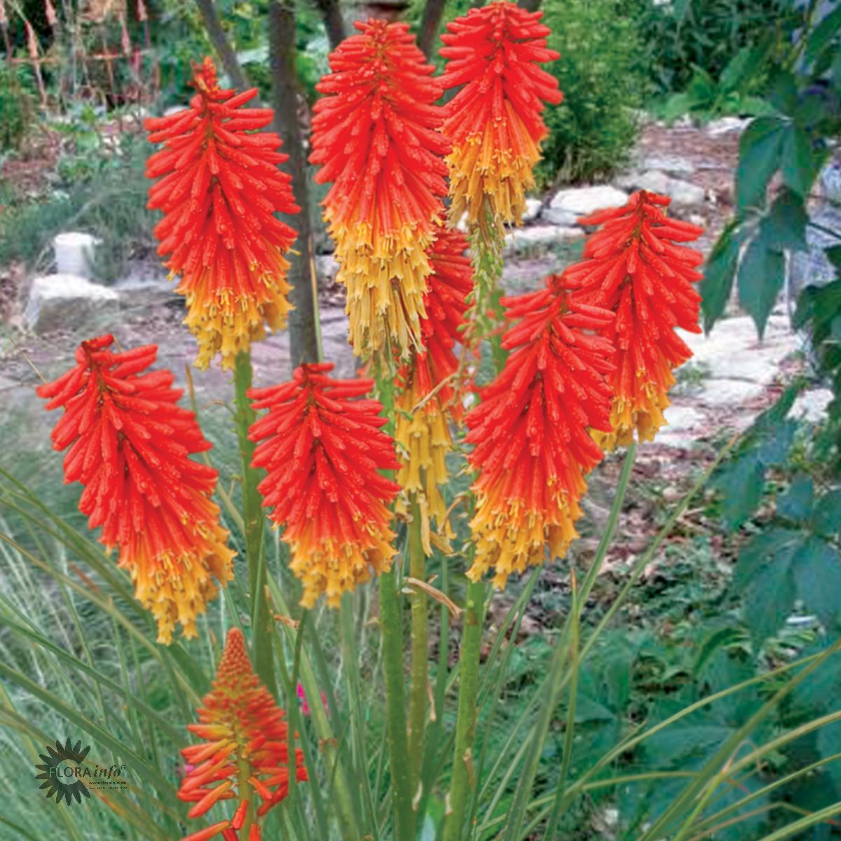 Bilde av Kniphofia Papaya Popsicle-Spanne Plantesalg