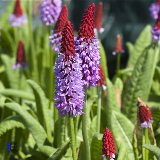 Bilde av Primula vialii-Spanne Plantesalg