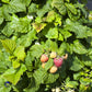 Bilde av Rubus idaeus 'Ruby Beauty'™-Spanne Plantesalg