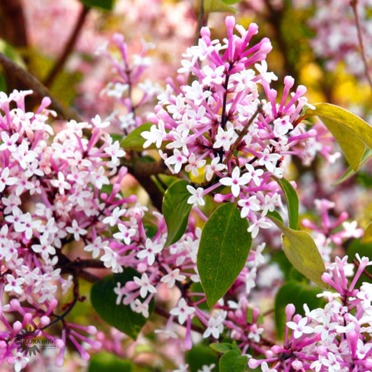 Bilde av Syringa 'Pink Perfume' på stamme-Spanne Plantesalg