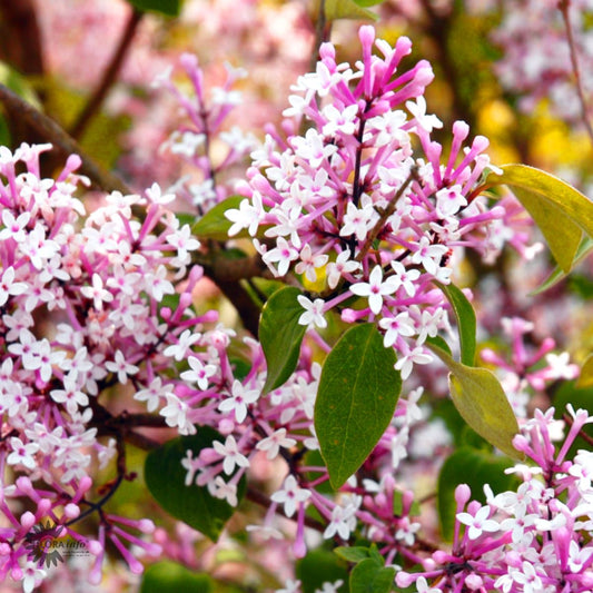 Bilde av Syringa 'Pink Perfume'-Spanne Plantesalg