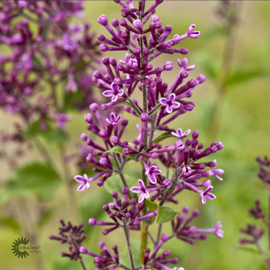 Bilde av Syringa Bloomerang ® Dark Purple-Spanne Plantesalg