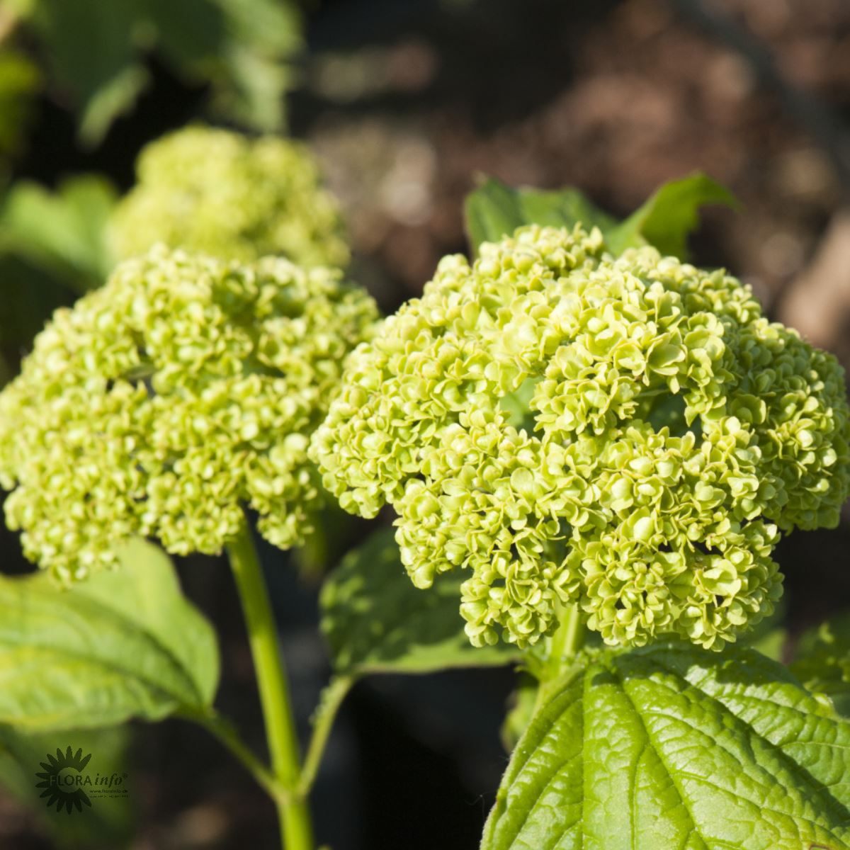 Bilde av Viburnum Opulus Roseum-Spanne Plantesalg