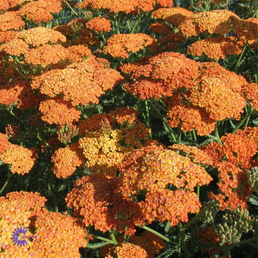 Bilde av Achillea 'Terracotta'-Spanne Plantesalg