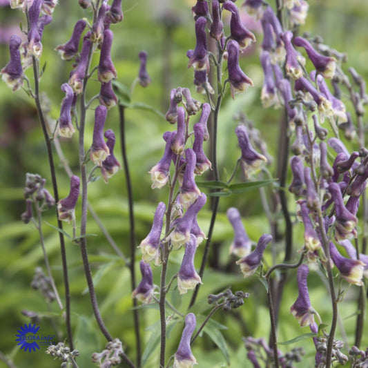 Bilde av Aconitum 'Purple Sparrow'®-Spanne Plantesalg
