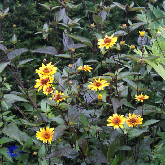 Bilde av Heliopsis h. 'Summer Nights'-Spanne Plantesalg