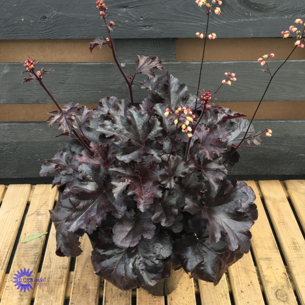 Bilde av Heuchera Black Beauty-Spanne Plantesalg