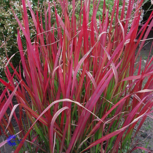 Bilde av Imperata cylindrica 'Red Baron'-Spanne Plantesalg