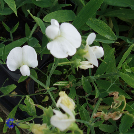 Bilde av Lathyrus latifolius 'White Pearl'-Spanne Plantesalg