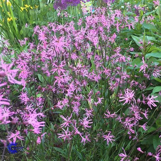 Bilde av Lychnis flos-cuculi-Spanne Plantesalg