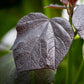 Bilde av Catalpa erubescens 'Purpurea'-Spanne Plantesalg