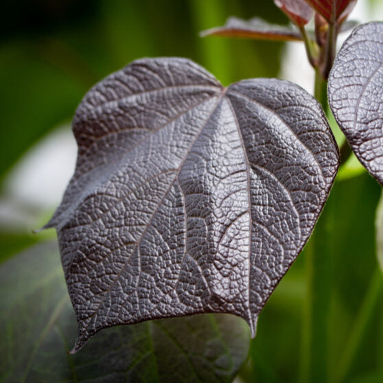 Bilde av Catalpa erubescens 'Purpurea'-Spanne Plantesalg