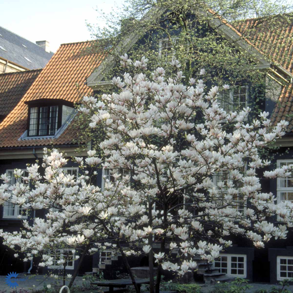 Bilde av Magnolia soulangeana 60cm st.-Spanne Plantesalg