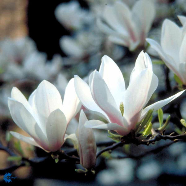 Bilde av Magnolia soulangiana-Spanne Plantesalg