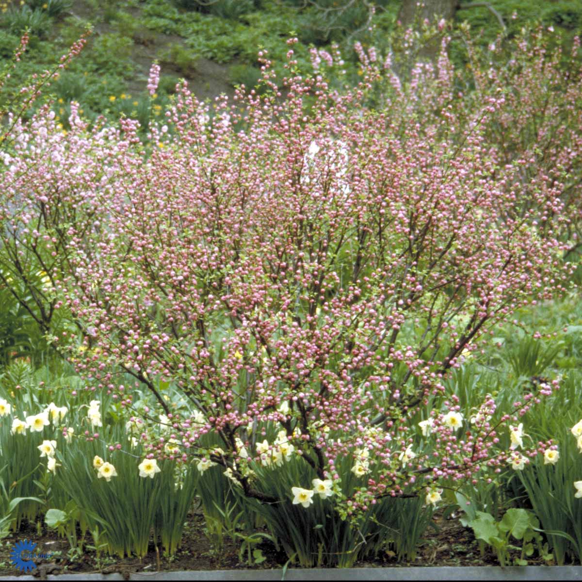 Bilde av Prunus Triloba-Spanne Plantesalg