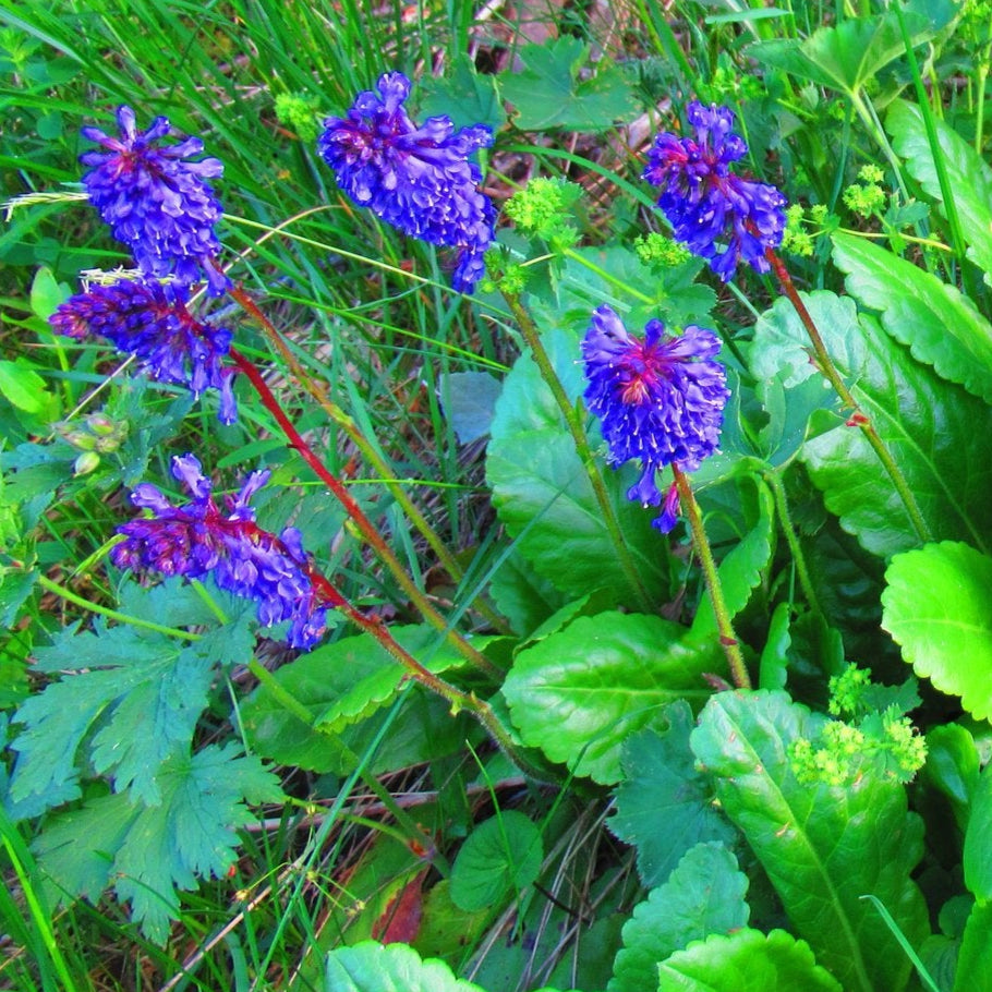 Bilde av Wulfenia carinthiaca-Spanne Plantesalg