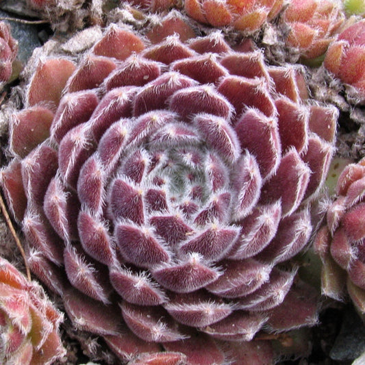 Bilde av Sempervivum 'Van der Steen'-Spanne Plantesalg