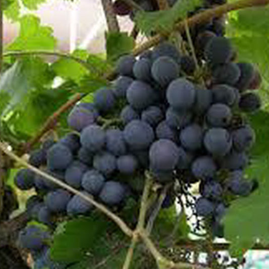 Bilde av Vitis 'Eddy's Blue Wonder'-Spanne Plantesalg