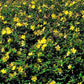 Bilde av Hypericum 'Hidcote'-Spanne Plantesalg