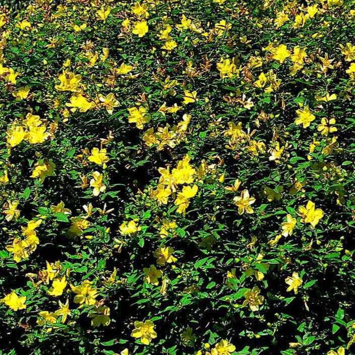 Bilde av Hypericum 'Hidcote'-Spanne Plantesalg