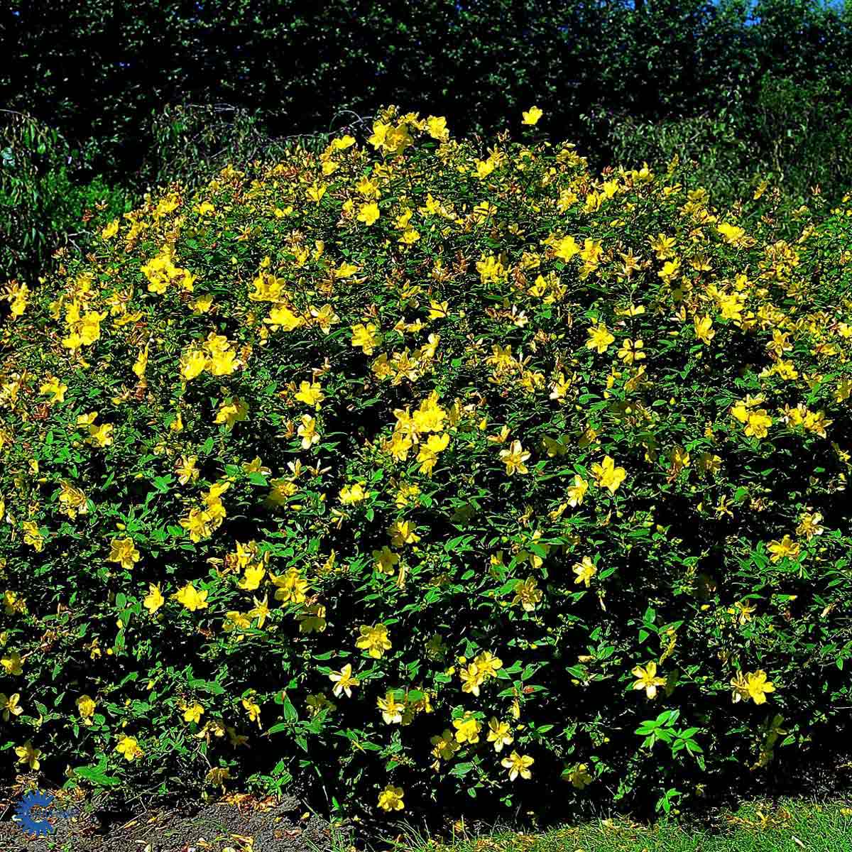 Bilde av Hypericum 'Hidcote'-Spanne Plantesalg