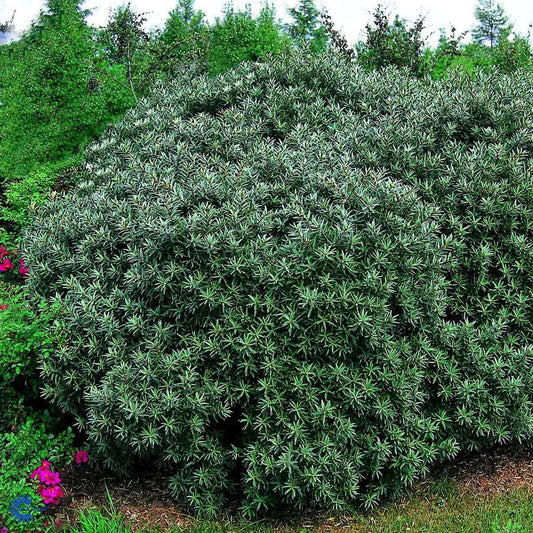 Bilde av Tinnved / Hippophae rhamnoides 'Hikul'-Spanne Plantesalg