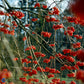 Bilde av Viburnum opulus-Spanne Plantesalg