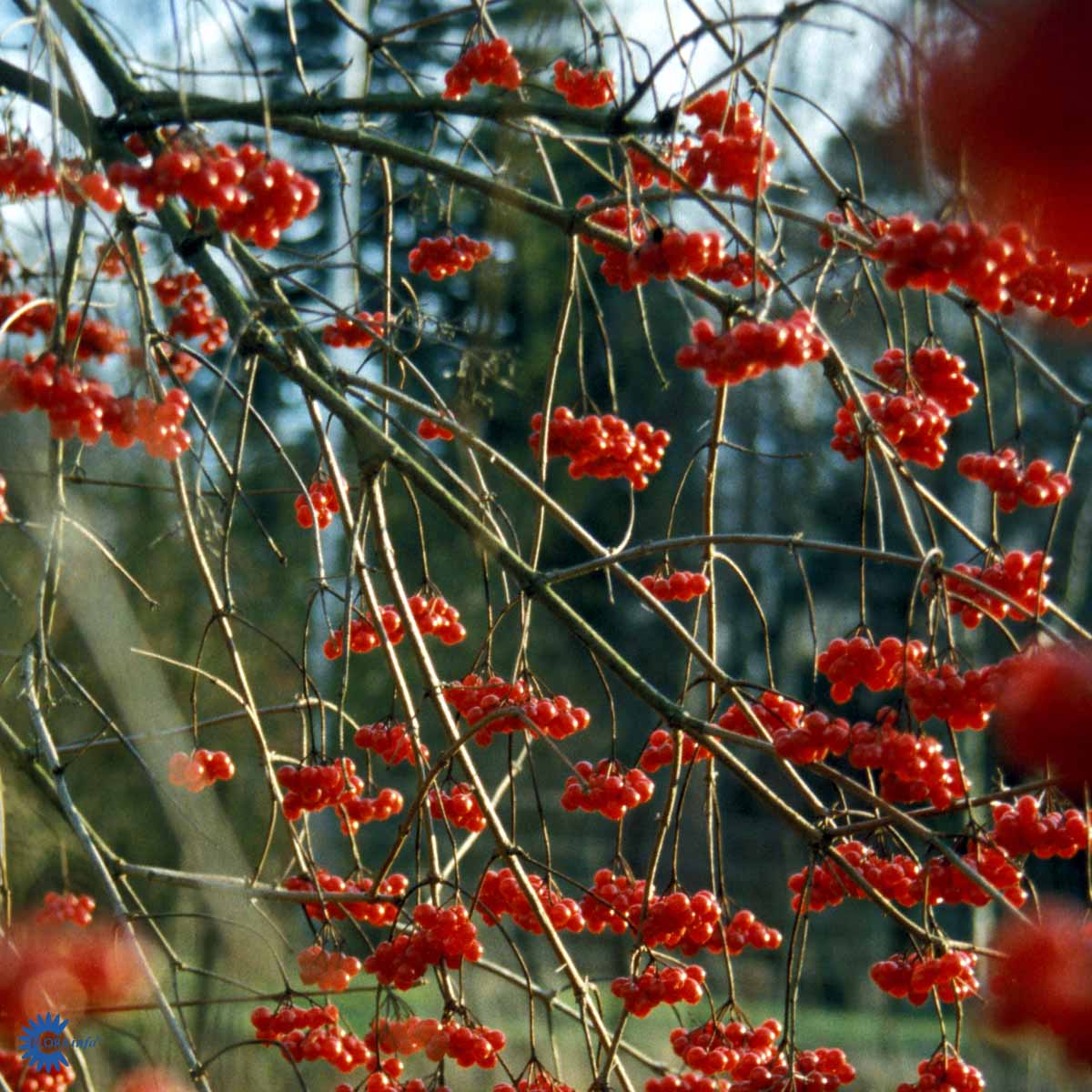 Bilde av Viburnum opulus-Spanne Plantesalg