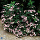 Bilde av Hydrangea m. 'Mariesii Perfecta'-Spanne Plantesalg