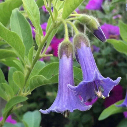 Bilde av Lochroma australis-Spanne Plantesalg