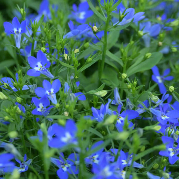 Bilde av Lobelia Suntropics® Deep Blue, 2 For 79,90-Spanne Plantesalg