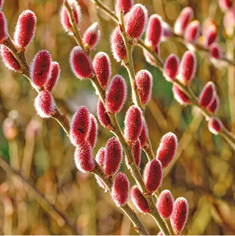 Bilde av Salix gracilistyla 'Mt Aso'-Spanne Plantesalg