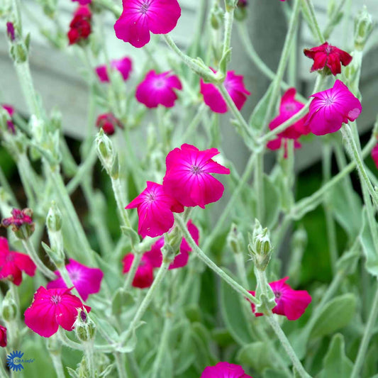 Bilde av Lychnis coronaria-Spanne Plantesalg