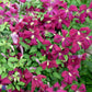 Bilde av Clematis vit. Madame Julia Correvon-Spanne Plantesalg