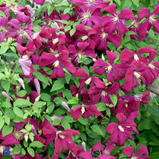 Bilde av Clematis vit. Madame Julia Correvon-Spanne Plantesalg