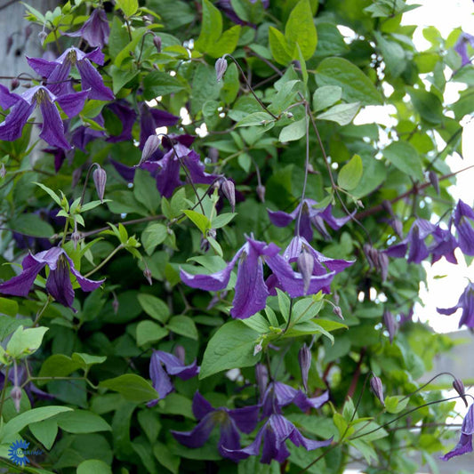 Bilde av Clematis viticella-Spanne Plantesalg