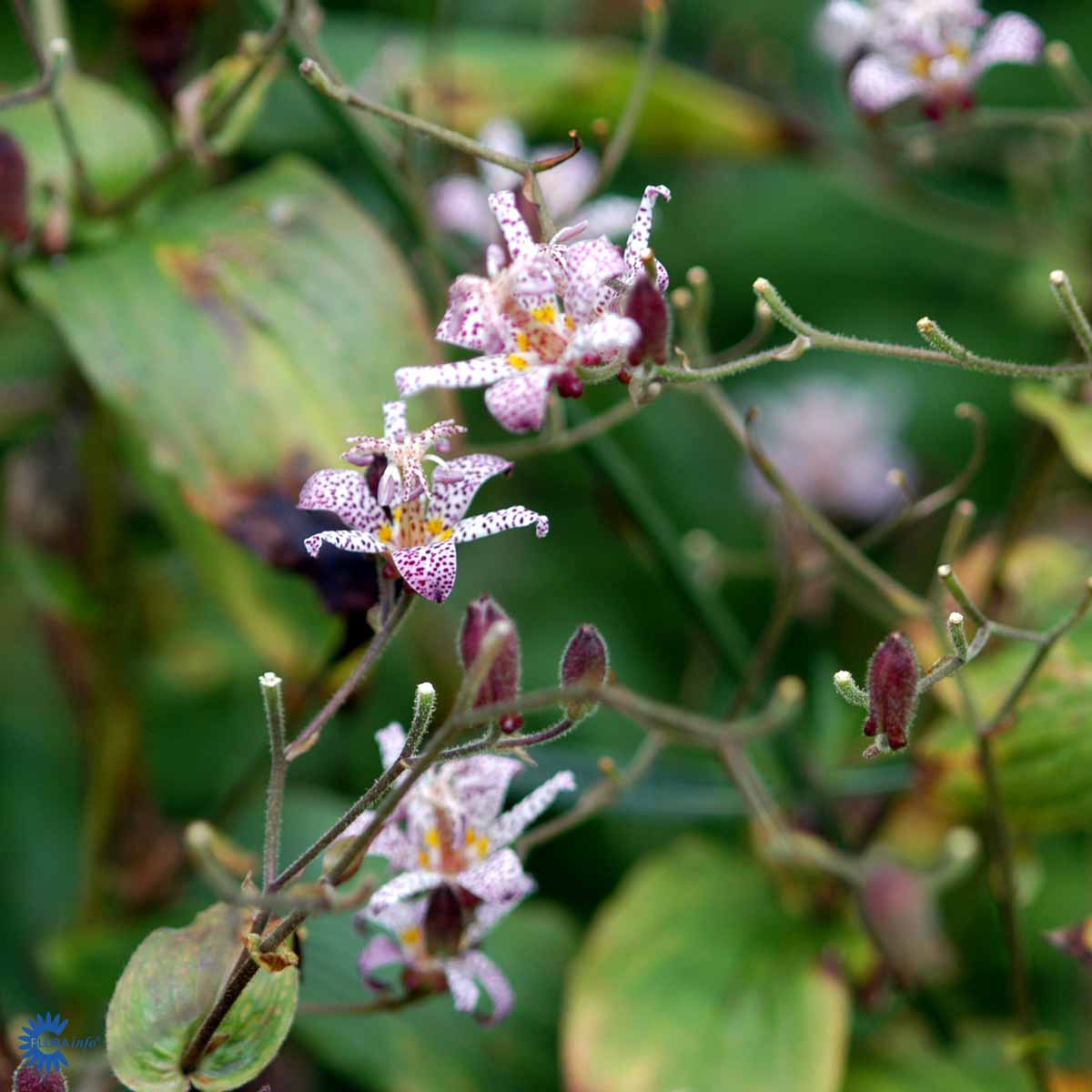 Bilde av Tricyrtis hirta-Spanne Plantesalg