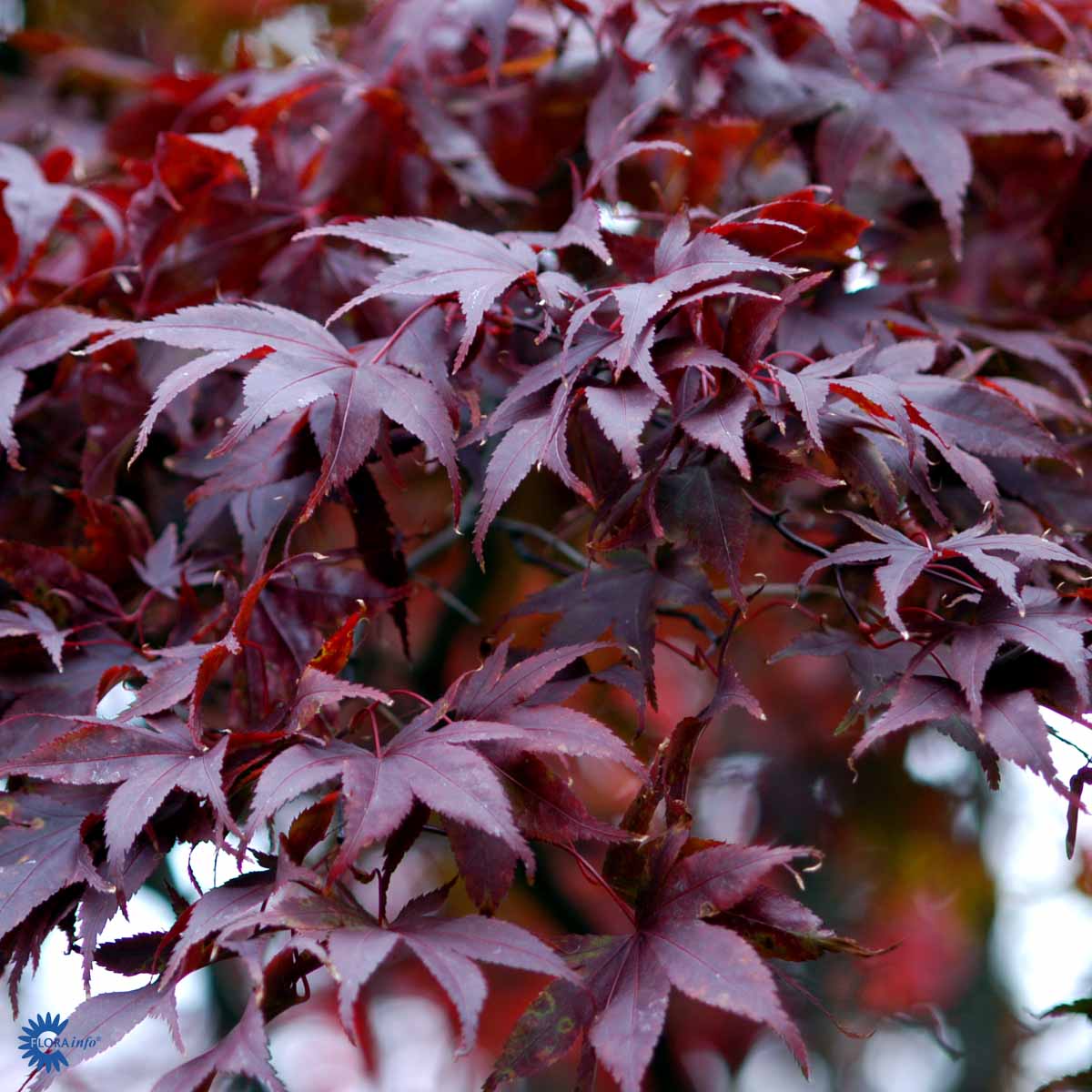 Bilde av Acer pal. 'Atropurpureum' C3-Spanne Plantesalg