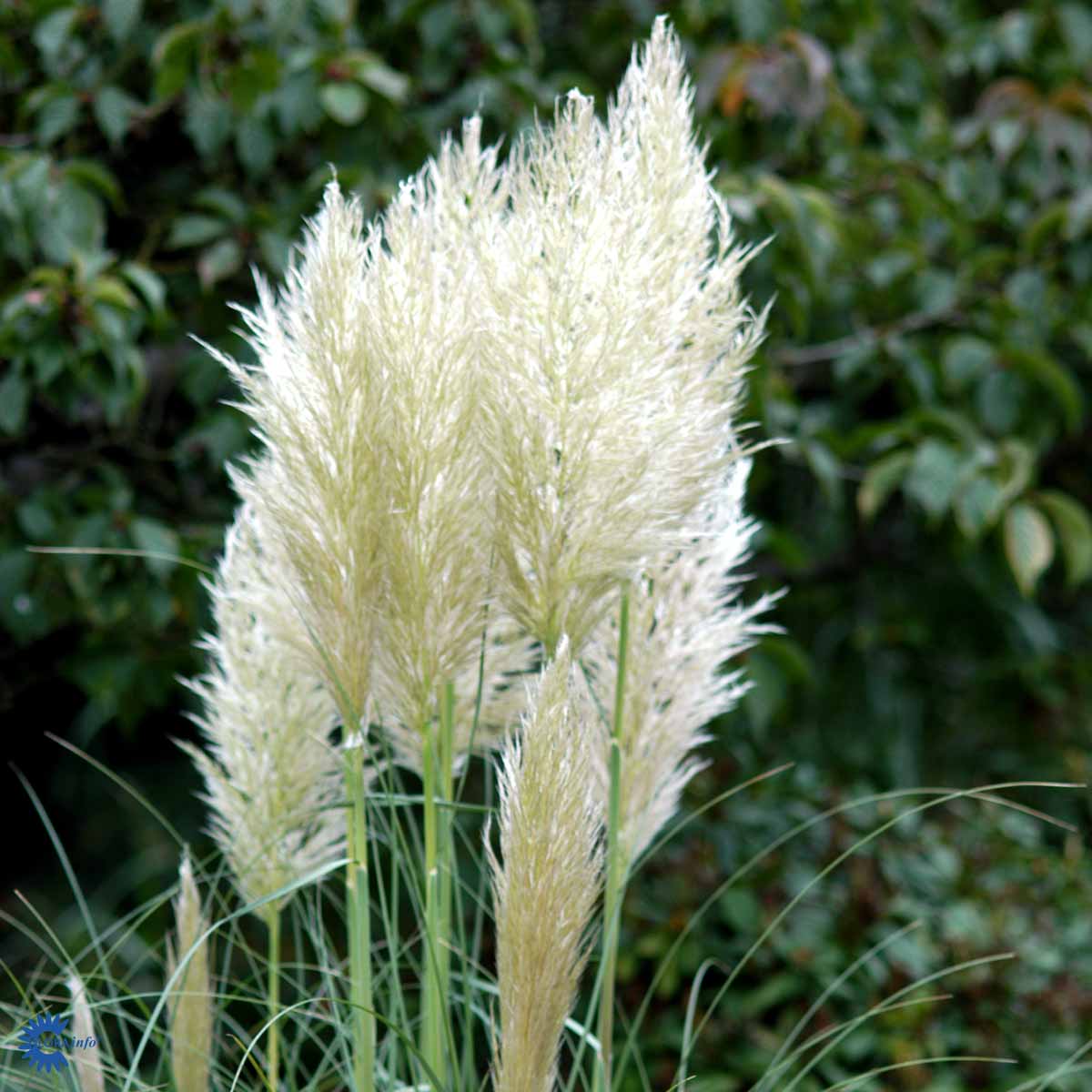 Bilde av Cortaderia selloana-Spanne Plantesalg