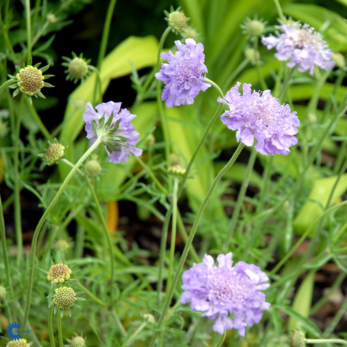 Bilde av Scabiosa Columbaria Butterfly Blue-Spanne Plantesalg