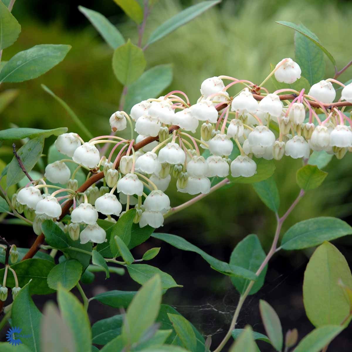 Bilde av Zenobia pulverulenta 'Blue Sky'-Spanne Plantesalg