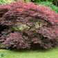 Bilde av Acer pal. 'Garnet' C4-Spanne Plantesalg