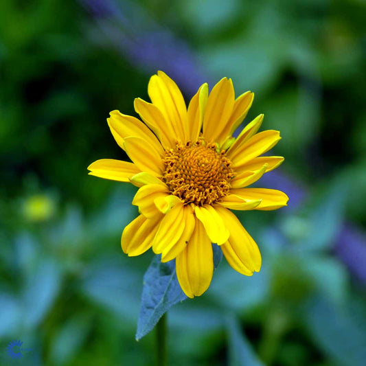 Bilde av Heliopsis helianthoides scabra-Spanne Plantesalg